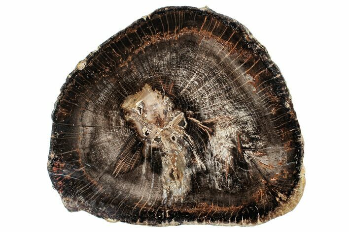 Polished Petrified Wood (Oak) Slab - Swartz Canyon, Oregon #244698